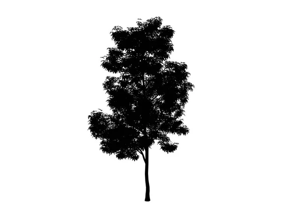 Kontur drzewa klonowego Zdjęcia Stockowe bez tantiem