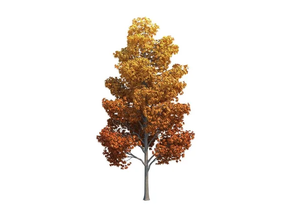 Maple árvore agradável Imagem De Stock