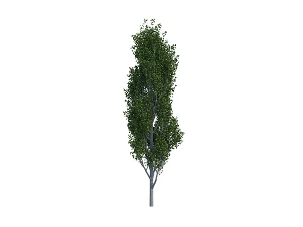 Ładne drzewo Topola Obrazek Stockowy
