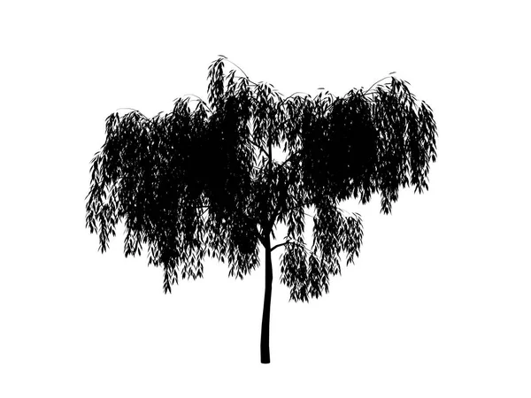 Salgueiro de árvore de contorno Imagens Royalty-Free