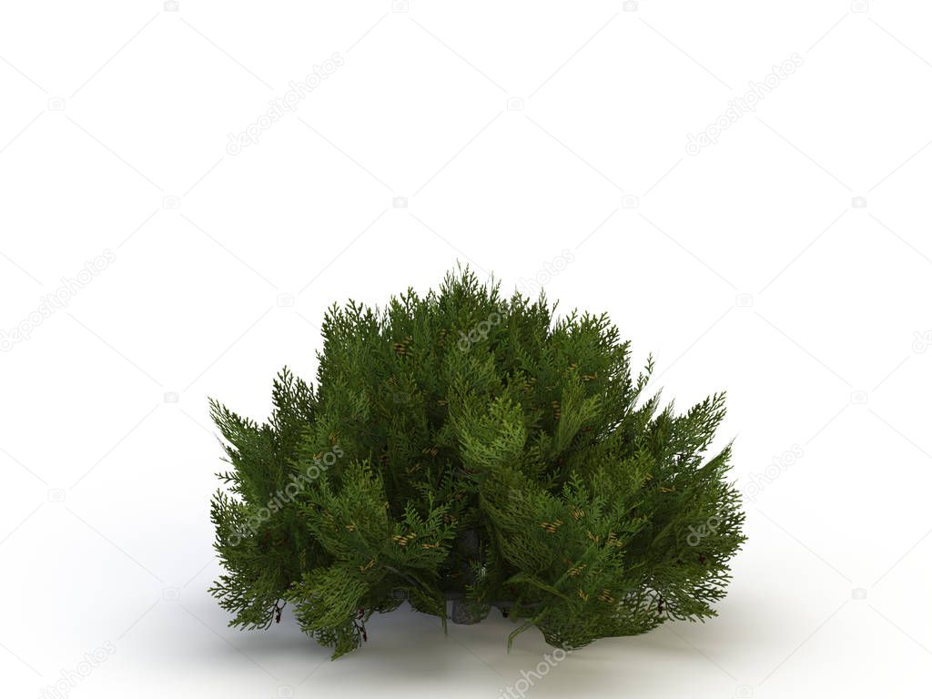 thuja