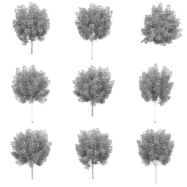 Tree 3D Rendering Royalty Free Stock Photos