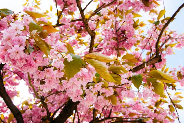 Flor de cerezo flor y nubes de cielo para el fondo natural . — Foto de Stock