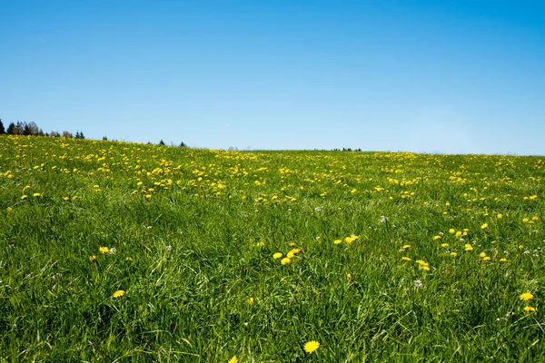 Rapeseed yellow green field in spring, abstract natural eco seasonal floral background — Stock Photo, Image