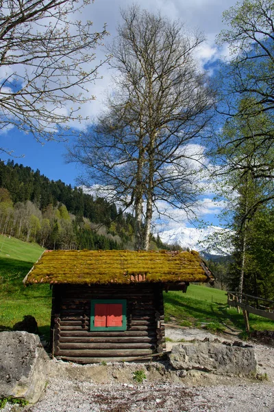 Paisagem idílica nos Alpes com prados verdes frescos e flores floridas e cumes de montanhas cobertas de neve ao fundo, Nationalpark Berchtesgadener Land, Baviera, Alemanha — Fotografia de Stock
