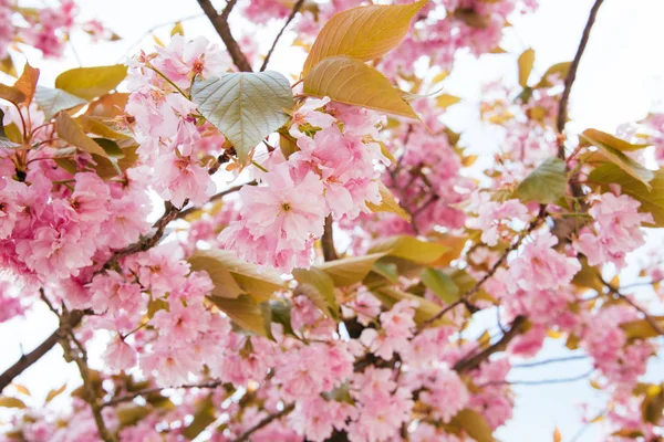 自然な背景の桜の花と空の雲. ロイヤリティフリーのストック画像