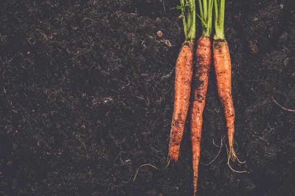 Zanahoria fresca en el fondo del suelo —  Fotos de Stock