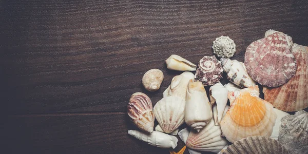 Different seashells on brown wooden background — Stock Photo, Image