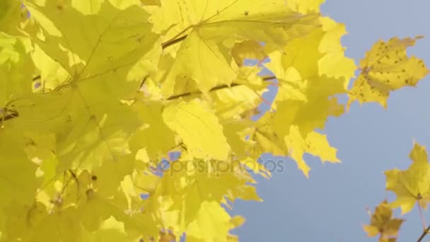 Primer plano del árbol de arce de otoño — Vídeos de Stock