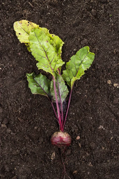 地上的红甜菜 — 图库照片