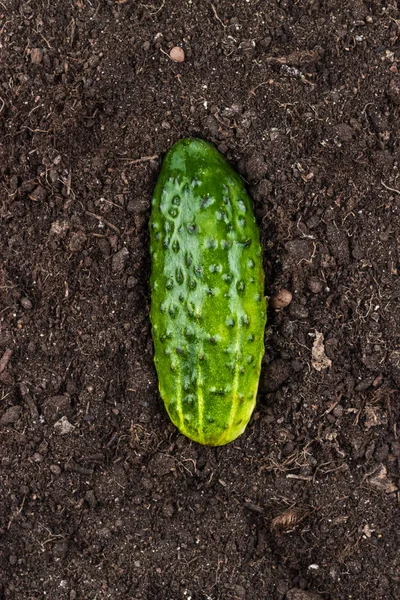 Cucumber on the ground — Stock Photo, Image