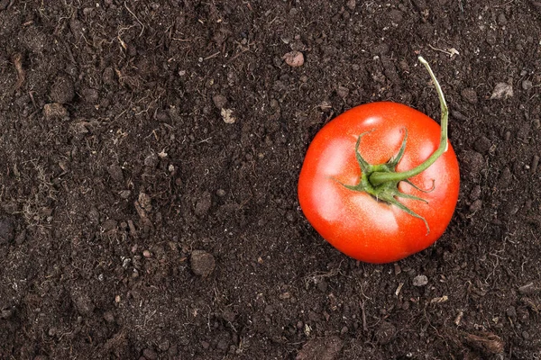 토양 배경에 신선한 토마토 — 스톡 사진