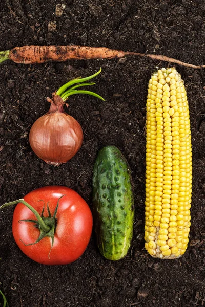 Vegetables on the soil — Stock Photo, Image