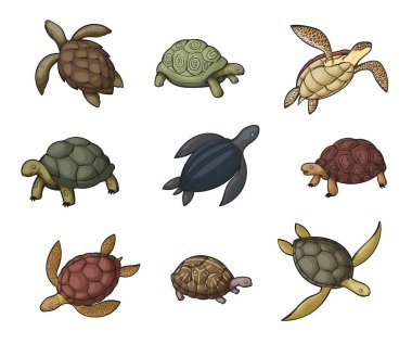 Deniz kaplumbağası, kaplumbağa ve terrapin ikonları.