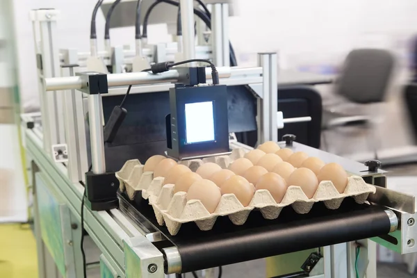 Industrial eggs packaging line — Stock Photo, Image