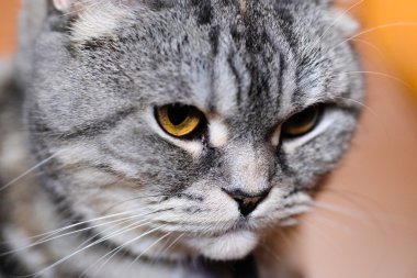 Kedi yaklaş.