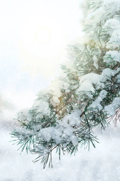 çam ağacı'nın şube 