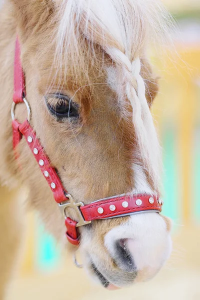 Pony zblízka — Stock fotografie