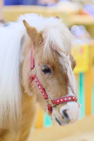 Pony aus nächster Nähe — Stockfoto