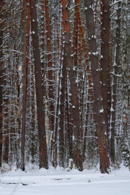 bir kış orman görüntüsü