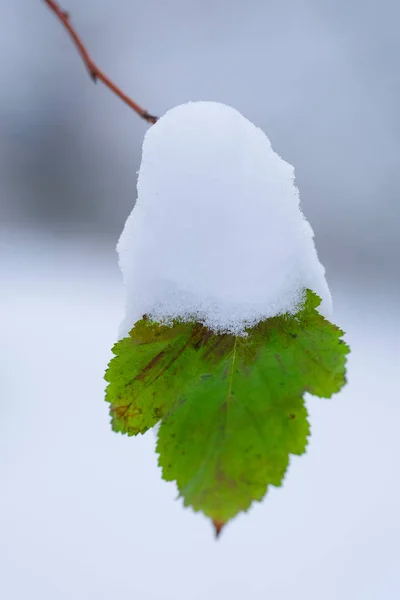 Foglia verde sotto la neve — Foto Stock