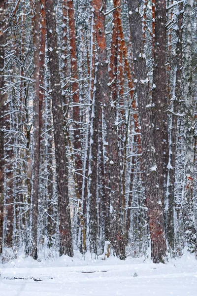 Imagen de un bosque de invierno — Foto de Stock