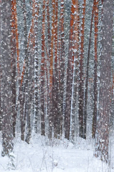 Imagen de un bosque de invierno —  Fotos de Stock