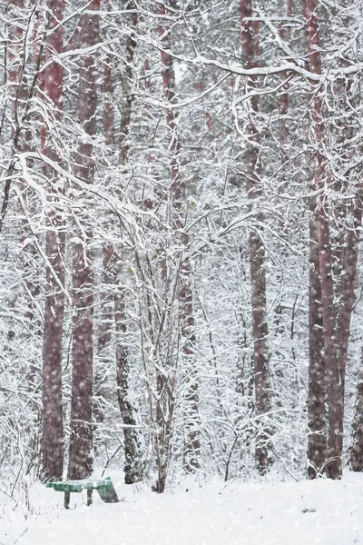 Immagine di una foresta invernale — Foto Stock