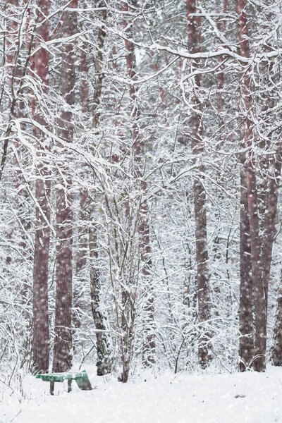 image of a winter forest