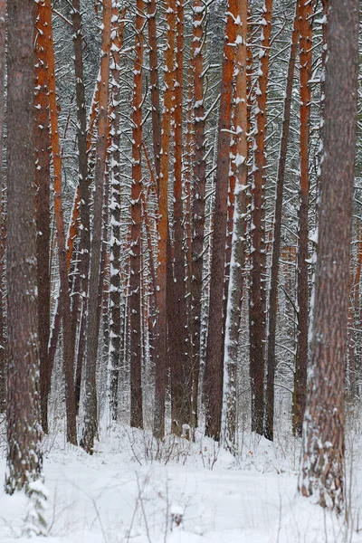 Образ зимнего леса — стоковое фото