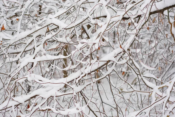 Imagen de un bosque de invierno —  Fotos de Stock