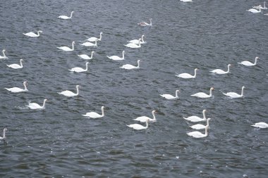 Kuğu bir nehirde yüzüyor.