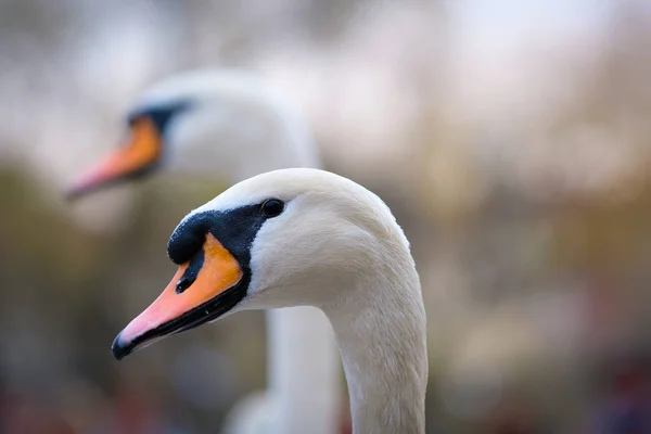 Portrait of a swan close up — Stock Photo, Image