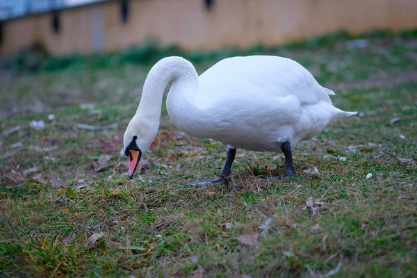 Portrait of a swan close up — Stock Photo, Image