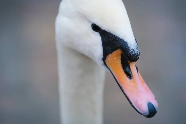 Retrato de un cisne de cerca — Foto de Stock