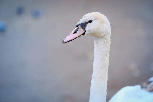 Ritratto di cigno primo piano — Foto Stock