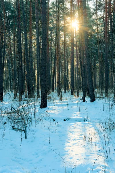 Изображение зимнего леса — стоковое фото