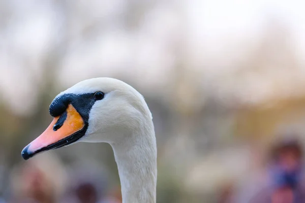 Swan close up — стоковое фото