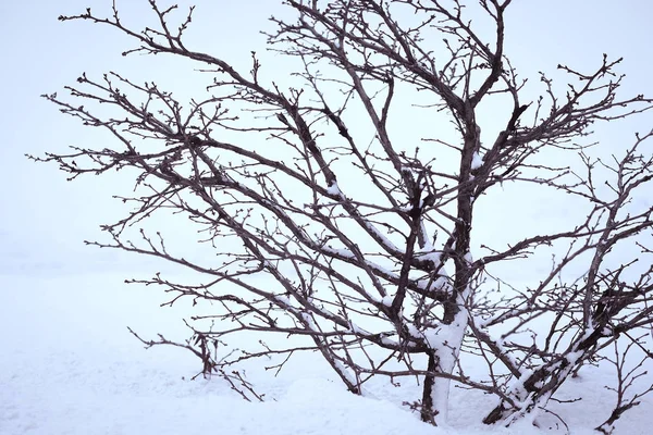 El árbol invernal sobre la nieve —  Fotos de Stock