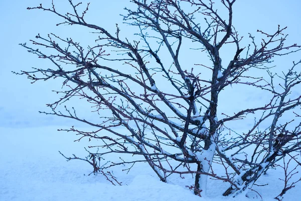 El árbol invernal sobre la nieve —  Fotos de Stock