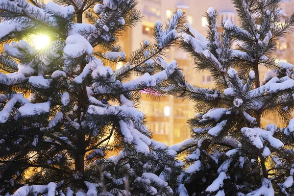 Imagem de uma floresta de inverno — Fotografia de Stock