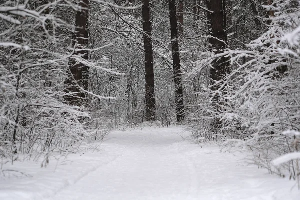 Образ зимнего леса — стоковое фото