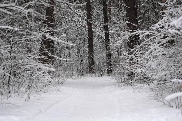 Imagen de un bosque de invierno —  Fotos de Stock