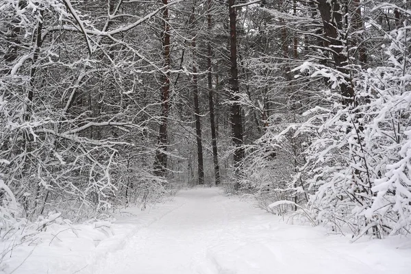 Imagen de un bosque de invierno —  Fotos de Stock