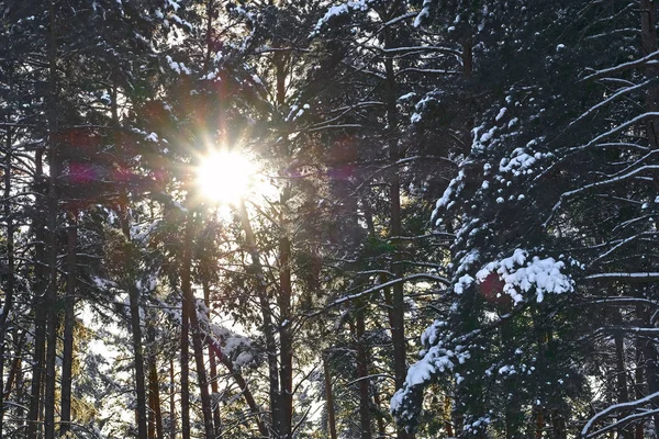 Camino del bosque de invierno —  Fotos de Stock