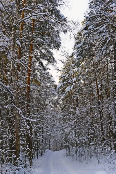 Camino del bosque de invierno — Foto de Stock