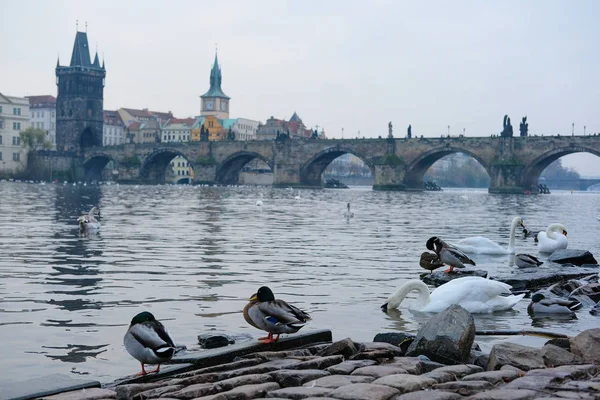 Cygnes sur la rivière Vitava à Prague — Photo