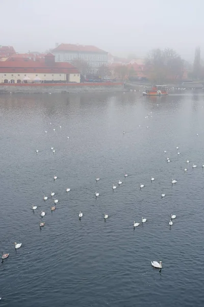 Labutě na řece Vitava v Praze — Stock fotografie
