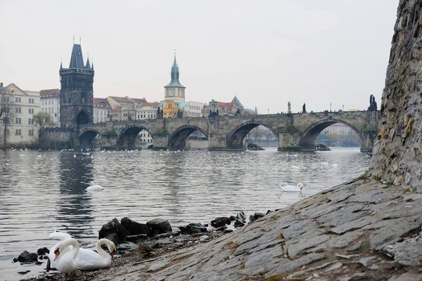 Cygnes sur la rivière Vitava à Prague — Photo