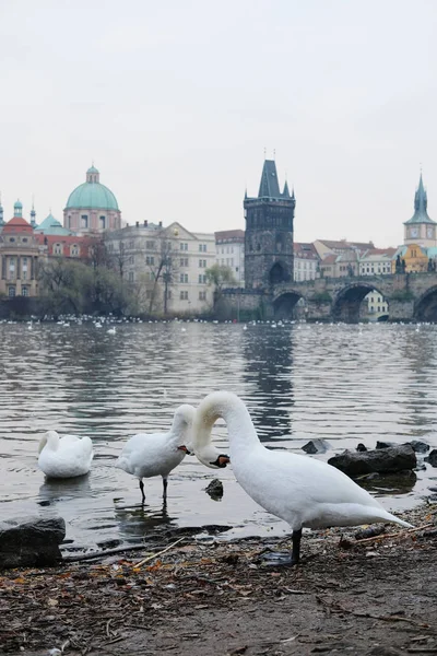 Лебеди на реке Витава в Праге — стоковое фото